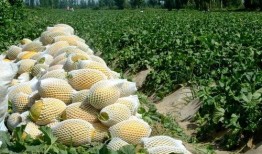 瓜州县免费吃瓜,免费瓜果盛宴，共享甜蜜时光